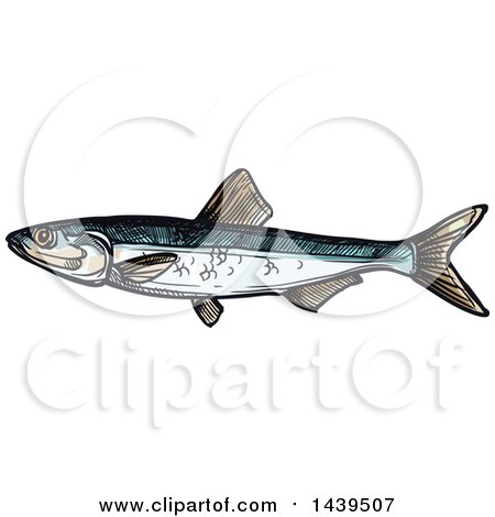 Clipart of a Sketched and Colored Sprat Fish - Royalty Free Vector Illustration by Vector Tradition SM