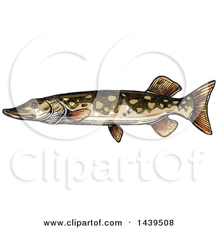 Clipart of a Sketched and Colored Pike Fish - Royalty Free Vector Illustration by Vector Tradition SM