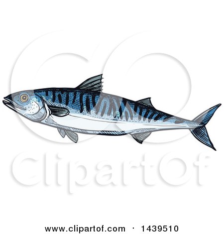 Clipart of a Sketched and Colored Mackerel Fish - Royalty Free Vector Illustration by Vector Tradition SM