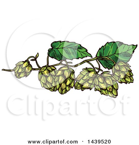 Clipart of Sketched Beer Hops - Royalty Free Vector Illustration by Vector Tradition SM