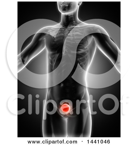 Clipart of a 3d Xray Man with Highlighted Red Bladder, on Black - Royalty Free Illustration by KJ Pargeter