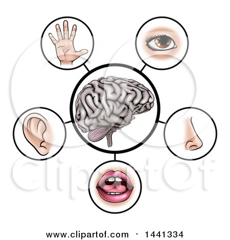 Clipart of a Brain with the Five Senses Around It - Royalty Free Vector Illustration by AtStockIllustration