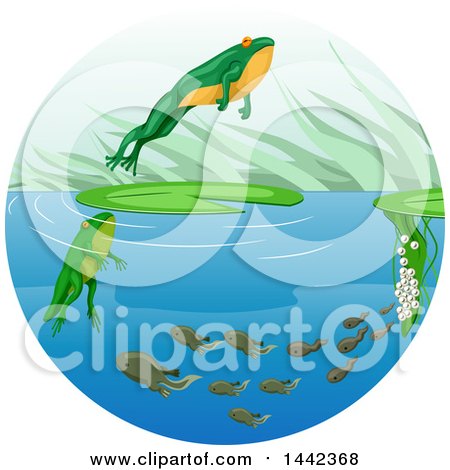 Clipart of a Life Cycle of a Frog with Eggs, Tadpoles and a Leaping Adult - Royalty Free Vector Illustration by BNP Design Studio