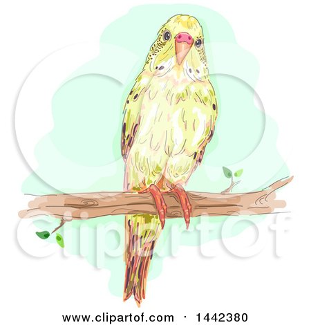 Clipart of a Budgerigar Budgie Parakeet Bird on a Branch - Royalty Free Vector Illustration by BNP Design Studio