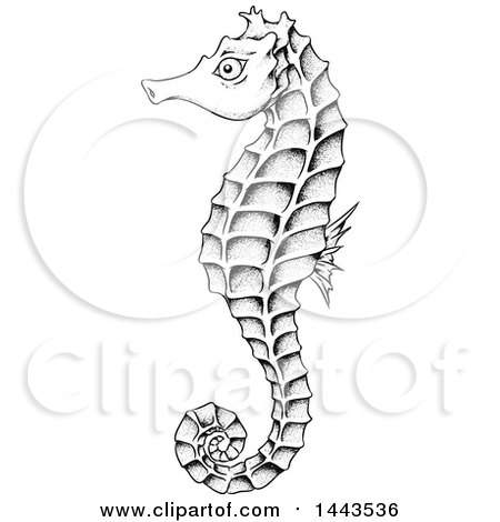 Clipart of a Black and White Sea Horse with No White Fill - Royalty Free Vector Illustration by cidepix