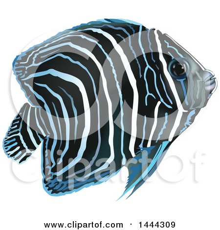 Clipart of a Pomacanthus Semicirculatus Angelfish - Royalty Free Vector Illustration by dero