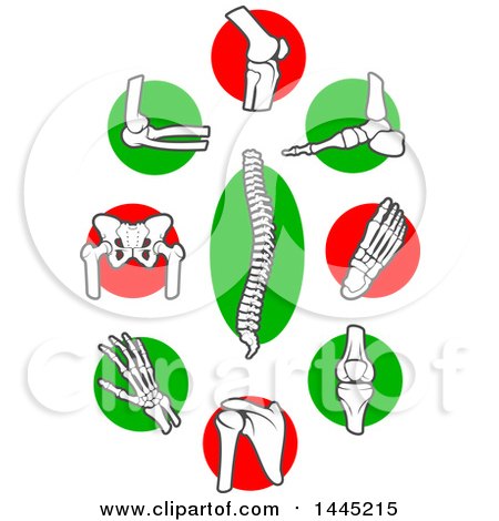 Clipart of Human Bones and Joints over Red and Green Circles - Royalty Free Vector Illustration by Vector Tradition SM