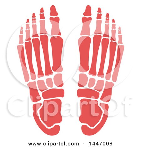 Clipart of a Human Foot with Visible Bones - Royalty Free Vector Illustration by Vector Tradition SM