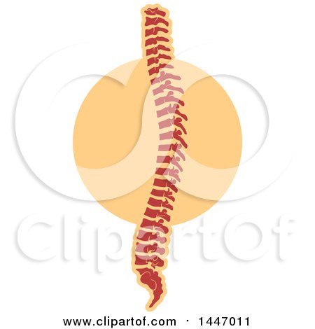 Clipart of a Human Spine - Royalty Free Vector Illustration by Vector Tradition SM