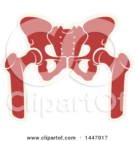 Clipart of a Human Pelvis - Royalty Free Vector Illustration by Vector Tradition SM
