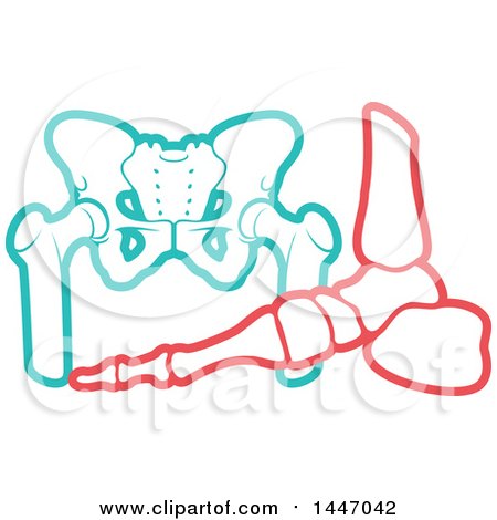 Clipart of a Human Foot and Pelvis - Royalty Free Vector Illustration by Vector Tradition SM