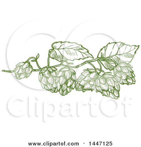 Clipart of Sketched Leaves and Hops - Royalty Free Vector Illustration by Vector Tradition SM