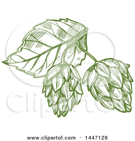 Clipart of a Sketched Leaf and Hops - Royalty Free Vector Illustration by Vector Tradition SM
