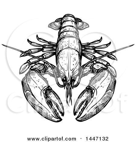 Clipart of a Black and White Sketched Lobster - Royalty Free Vector Illustration by Vector Tradition SM