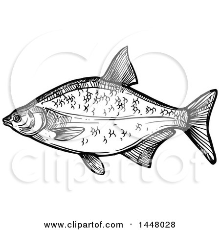 Clipart of a Black and White Sketched Bream Fish - Royalty Free Vector Illustration by Vector Tradition SM