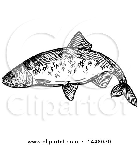 Clipart of a Black and White Sketched Herring Fish - Royalty Free Vector Illustration by Vector Tradition SM