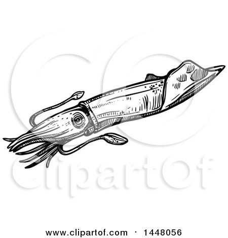 Clipart of a Black and White Sketched Squid - Royalty Free Vector Illustration by Vector Tradition SM