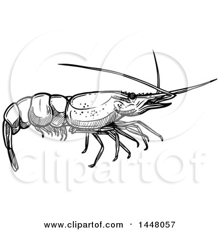 Clipart of a Black and White Sketched Shrimp - Royalty Free Vector Illustration by Vector Tradition SM