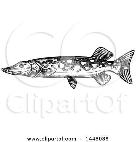 Clipart of a Black and White Sketched Pike Fish - Royalty Free Vector Illustration by Vector Tradition SM