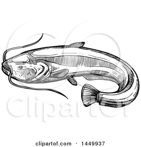 Clipart Graphic of a Black and White Sketched Sheatfish - Royalty Free Vector Illustration by Vector Tradition SM