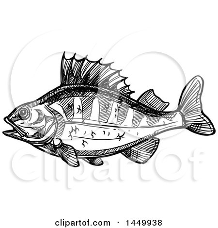 Clipart Graphic of a Black and White Sketched Perch Fish - Royalty Free Vector Illustration by Vector Tradition SM