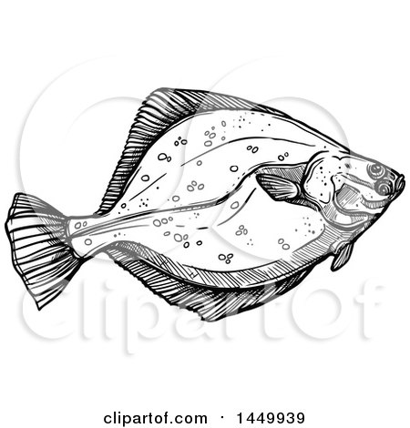 Clipart Graphic of a Black and White Sketched Flounder Fish - Royalty Free Vector Illustration by Vector Tradition SM
