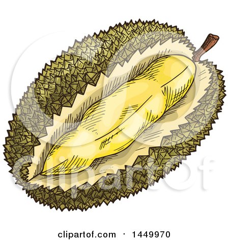 Clipart Graphic of a Sketched Durian Fruit - Royalty Free Vector Illustration by Vector Tradition SM