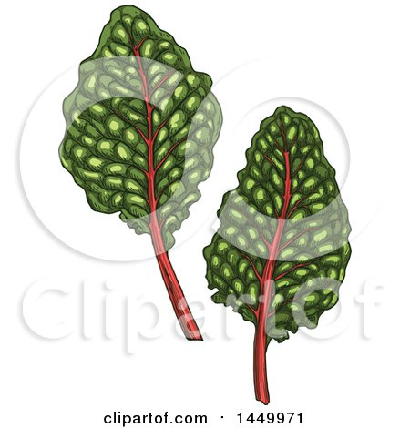 Clipart Graphic of Sketched Swiss Chard Leaves - Royalty Free Vector Illustration by Vector Tradition SM