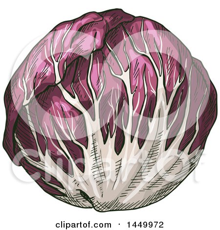Clipart Graphic of a Sketched Purple Cabbage - Royalty Free Vector Illustration by Vector Tradition SM