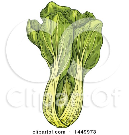 Clipart Graphic of a Sketched Bok Choy - Royalty Free Vector Illustration by Vector Tradition SM