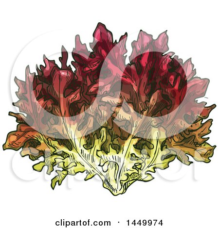 Clipart Graphic of a Sketched Lollo Rosso Lettuce - Royalty Free Vector Illustration by Vector Tradition SM