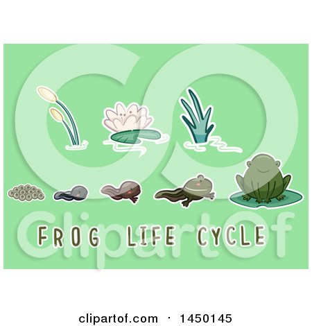 Clipart Graphic of a Frog Life Cycle from Egg to Adult, with Text on Green - Royalty Free Vector Illustration by BNP Design Studio