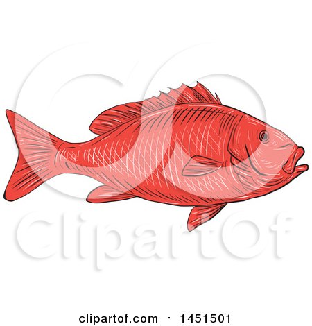 Clipart Graphic of a Drawing Sketch Styled Red Australasian Snapper Fish - Royalty Free Vector Illustration by patrimonio