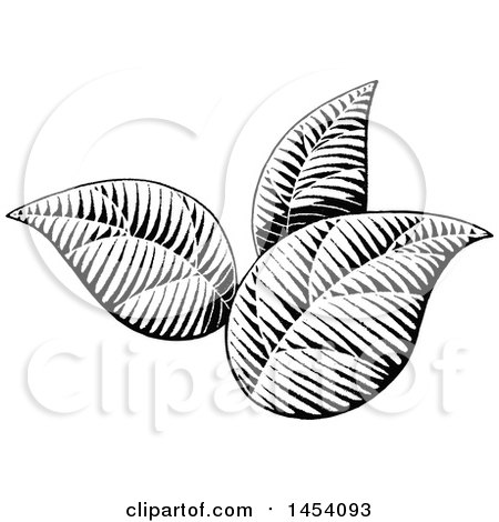 Clipart of Black and White Sketched Plant Leaves - Royalty Free Vector Illustration by cidepix