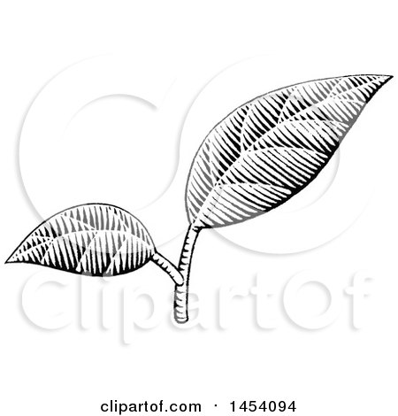 Clipart of Black and White Sketched Plant Leaves - Royalty Free Vector Illustration by cidepix