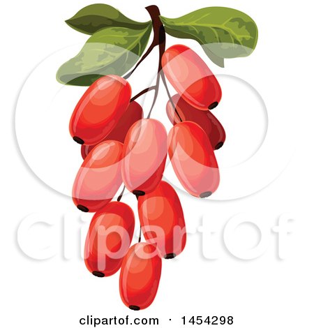 Clipart Graphic of a Branch of Barberries - Royalty Free Vector Illustration by Vector Tradition SM
