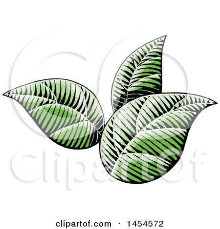 Clipart Graphic of Sketched Green Leaves - Royalty Free Vector Illustration by cidepix