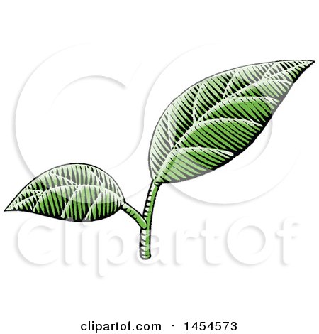 Clipart Graphic of Sketched Green Leaves - Royalty Free Vector Illustration by cidepix