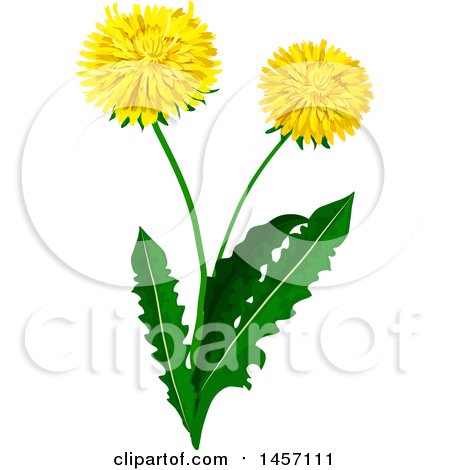 Clipart of a Dandelion Plant with Flowers - Royalty Free Vector Illustration by Vector Tradition SM