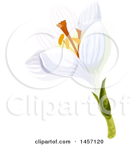 Clipart of a White Crocus Flower - Royalty Free Vector Illustration by Vector Tradition SM