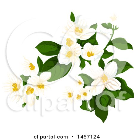 Clipart of a Plant with White Flowers - Royalty Free Vector Illustration by Vector Tradition SM