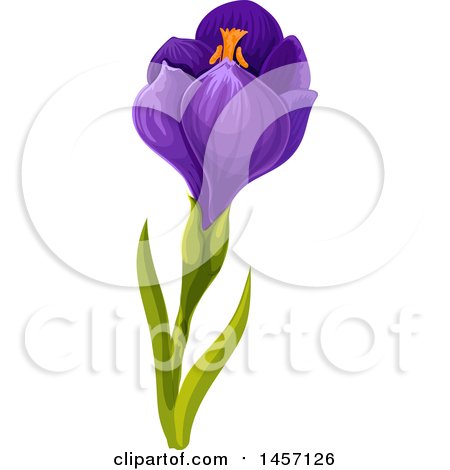Clipart of a Purple Crocus Flower - Royalty Free Vector Illustration by Vector Tradition SM