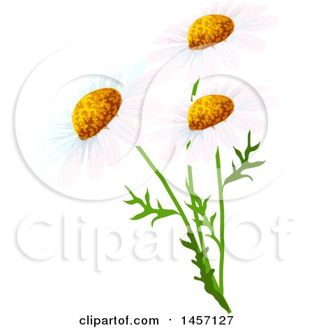Clipart of White Daisy Flowers - Royalty Free Vector Illustration by Vector Tradition SM