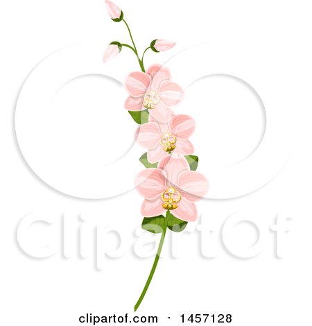 Clipart of a Stem of Pink Orchid Flowers - Royalty Free Vector Illustration by Vector Tradition SM