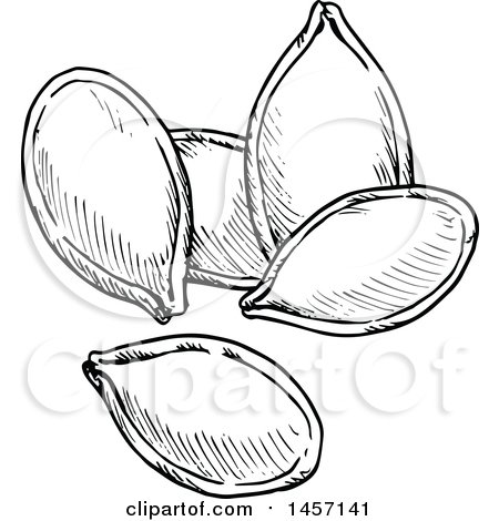 Clipart of Black and White Sketched Pumpkin Seeds - Royalty Free Vector Illustration by Vector Tradition SM