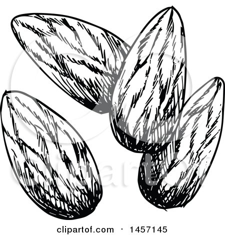 Clipart of Black and White Sketched Almonds - Royalty Free Vector Illustration by Vector Tradition SM