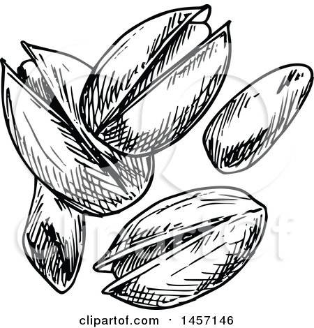 Clipart of Black and White Sketched Pistachios - Royalty Free Vector Illustration by Vector Tradition SM