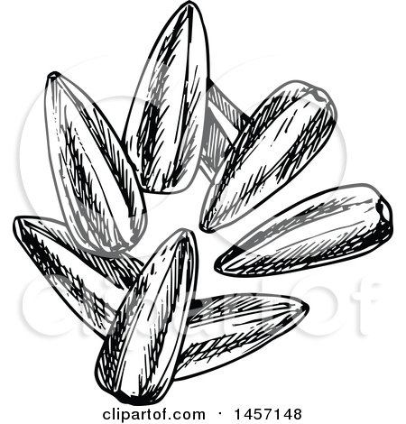 Clipart of Black and White Sketched Sunflower Seeds - Royalty Free Vector Illustration by Vector Tradition SM