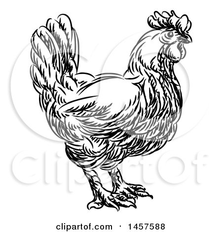 Clipart of a Black and White Sketched Chicken in Profile - Royalty Free Vector Illustration by AtStockIllustration