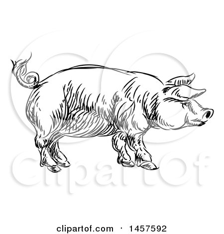 Clipart of a Black and White Sketched Pig in Profile - Royalty Free Vector Illustration by AtStockIllustration